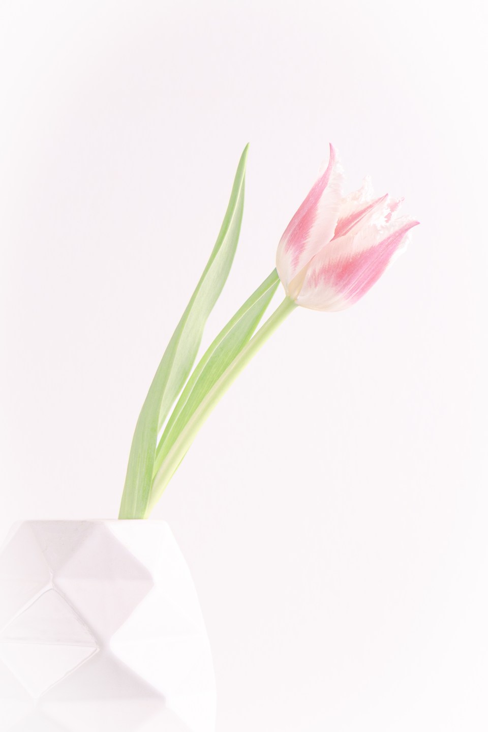 Einzelne Tulpe in einer weißen Vase