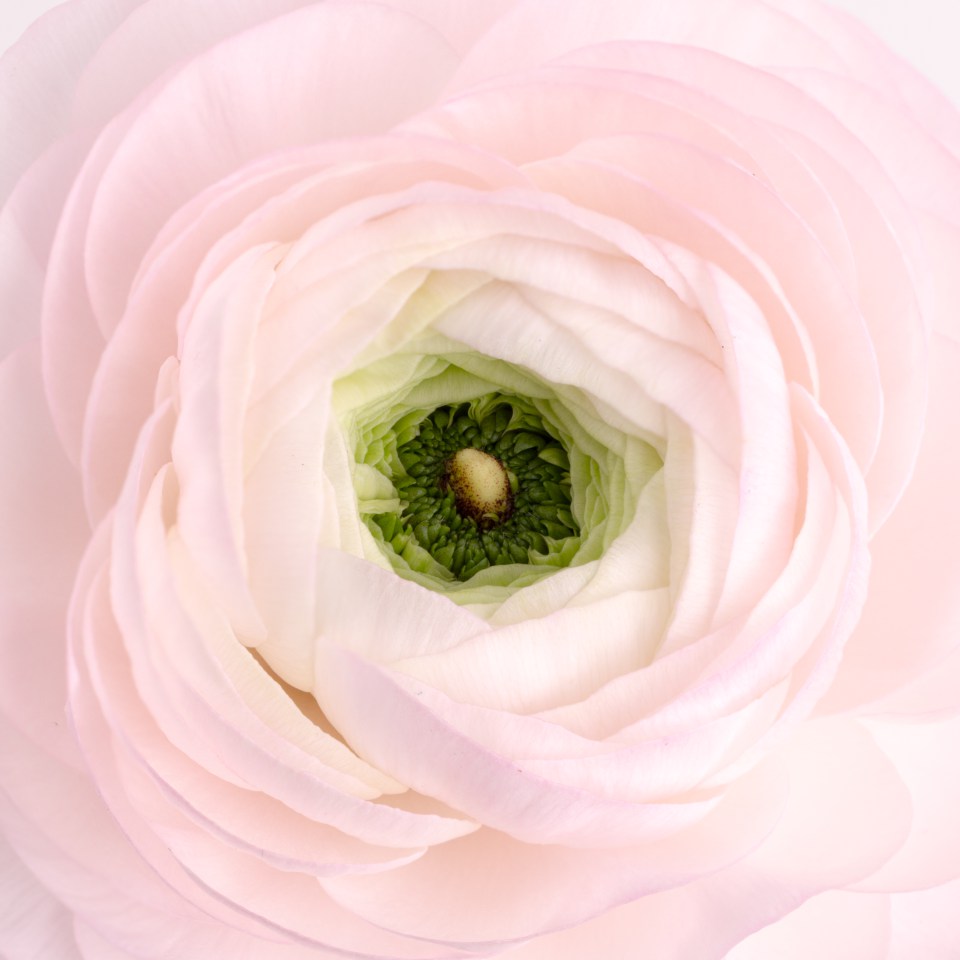 High-Key-Aufnahme einer rosafarbenen Blüte